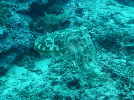 gilit (11)